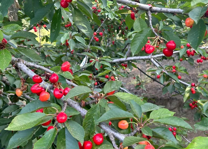 Sofros Valley Hills בקתה איוס מאמס