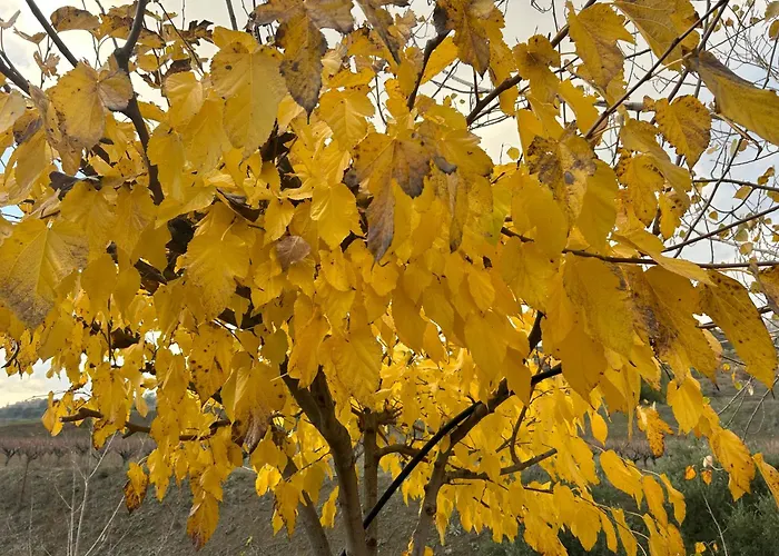 Sofros Valley Hills בקתה