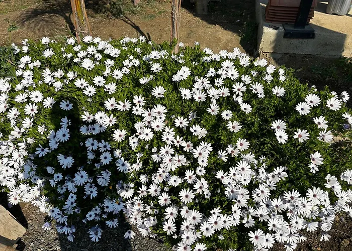 בקתה Sofros Valley Hills איוס מאמס