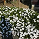 Alpehytte Sofros Valley Hills Agios Mamas