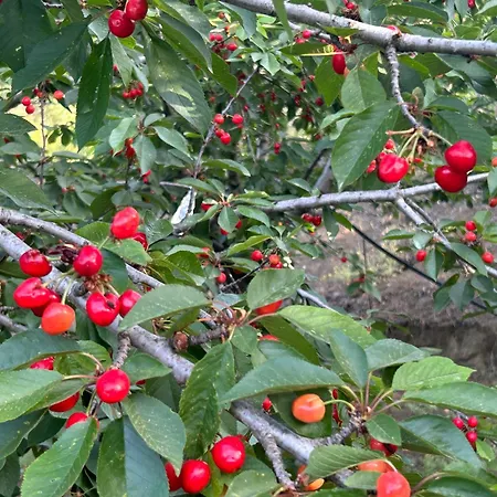 Sofros Valley Hills Chalet Agios Mamas