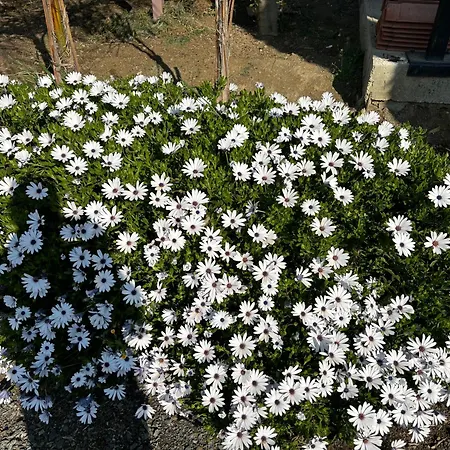 Domek alpejski Sofros Valley Hills Agios Mamas