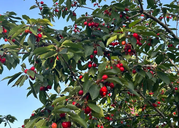 샬레 Sofros Valley Hills